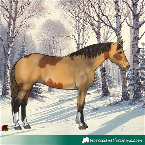 Horse Color:Bay  and Buckskin 