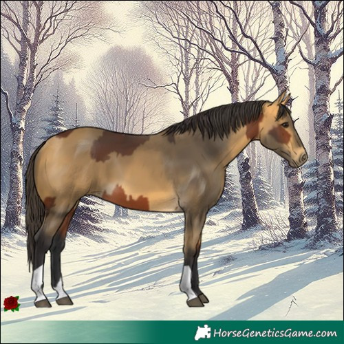 Horse Color:Bay and Buckskin