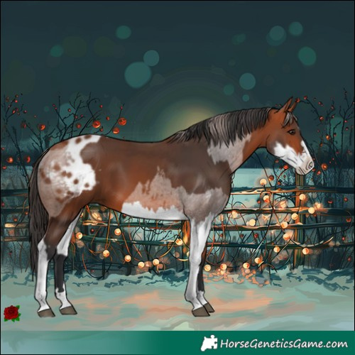 Horse Color:Bay  and Bay Splash Appaloosa 
