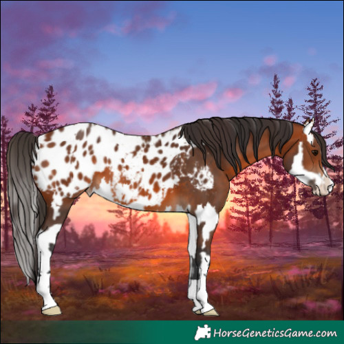 Horse Color:Bay Blanket and Bay Splash Blanket