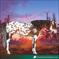 Horse Color:Bay Blanket  and Bay Splash Blanket 