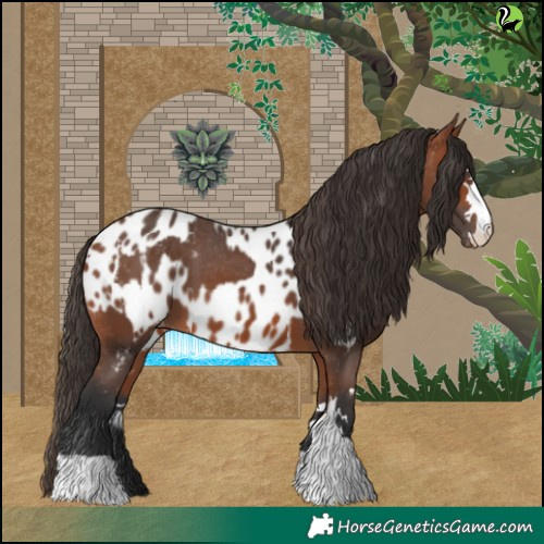 Horse Color:Bay Appaloosa  and Bay Appaloosa 