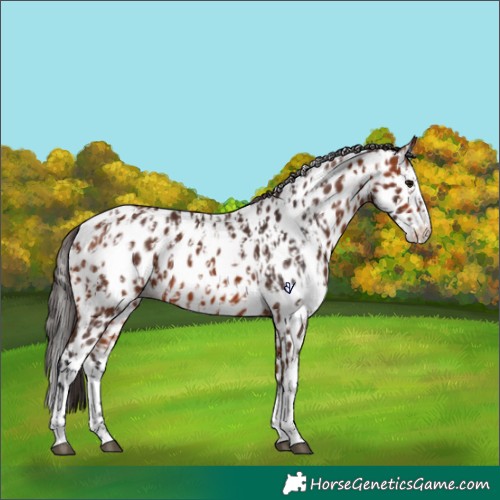 Horse Color:Bay Near Leopard  and Bay Splash Near Leopard 