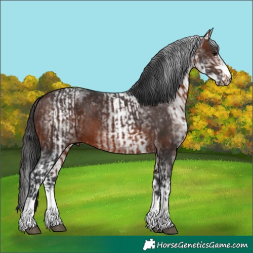Horse Color:Brown Appaloosa  and White Spotted Brown Appaloosa 