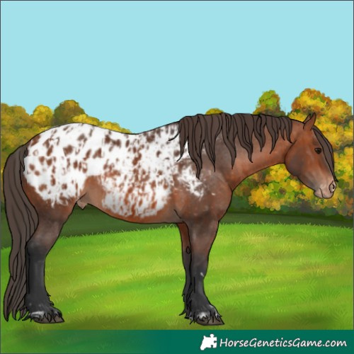 Horse Color:Bay Appaloosa  and Bay Appaloosa 