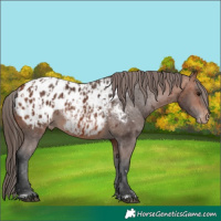 Horse Color:Bay Blanket and Bay Blanket