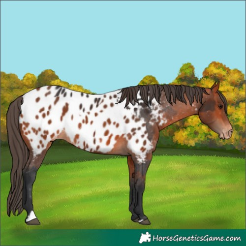 Horse Color:Bay Appaloosa and Bay Appaloosa