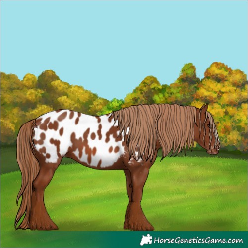 Horse Color:Chestnut Appaloosa 