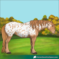 Horse Color:Chestnut Appaloosa