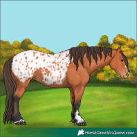 Horse Color:Bay Appaloosa
