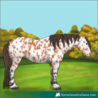 Horse Color:Bay Leopard 