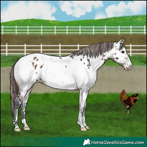 Horse Color:Bay Near Leopard  and Bay Near Fewspot 