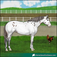 Horse Color:Bay Appaloosa and Bay Appaloosa