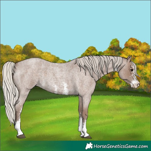 Horse Color:Silver Blue Roan Sabino 