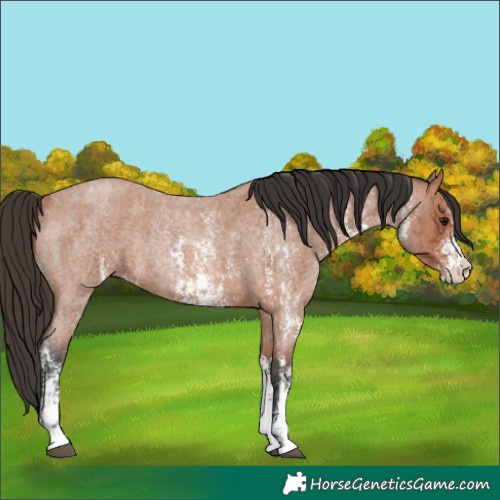 Horse Color:Unknown 