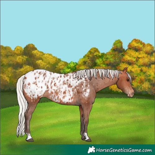 Horse Color:Silver Bay Appaloosa  and Silver Bay Appaloosa 