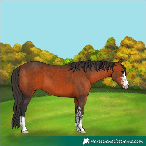 Horse Color:Brown and Bay