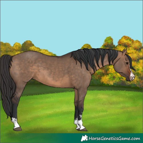 Horse Color:Unknown 