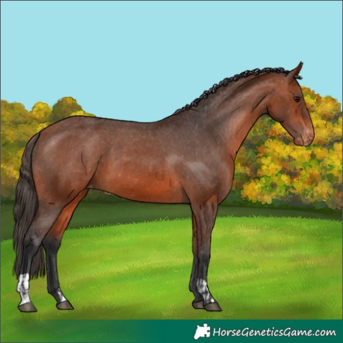 Horse Color:Bay Appaloosa  and Bay Appaloosa 