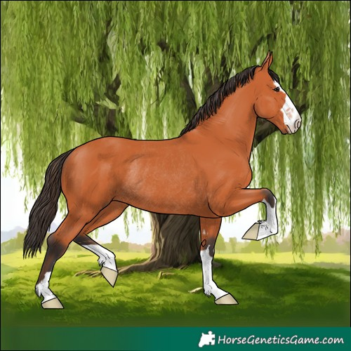 Horse Color:Bay Rabicano 