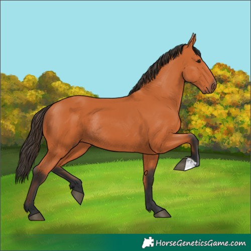 Horse Color:Bay Rabicano 