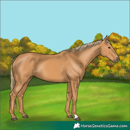 Horse Color:Unknown 
