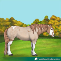 Horse Color:Red Dun Splash and Red Dun Splash Appaloosa