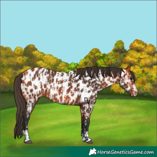 Horse Color:Bay Near Leopard  and Bay Near Leopard 