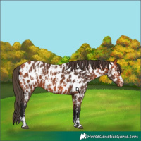 Horse Color:Bay Appaloosa and Bay Appaloosa