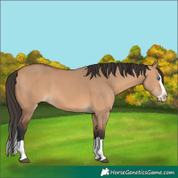 Horse Color:Bay Dun Splash 