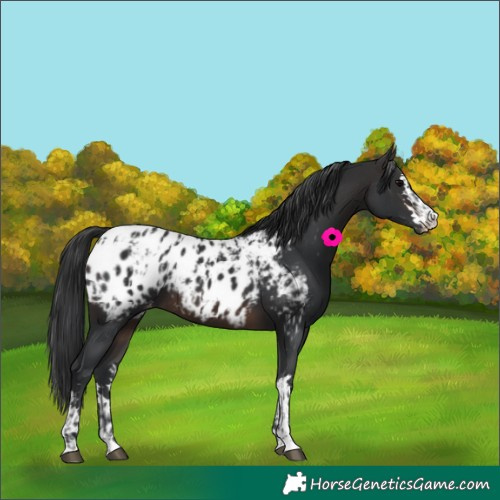Horse Color:Brown Appaloosa  and Brown Appaloosa 