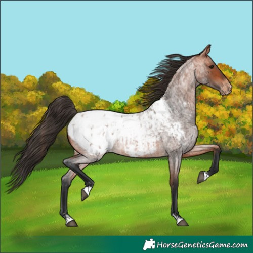 Horse Color:Bay Roan Appaloosa  and Bay Roan Appaloosa 