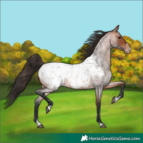 Horse Color:Bay Roan Blanket  and Bay Roan Snowcap 