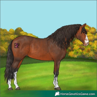 Horse Color:Bay Appaloosa and Bay Appaloosa