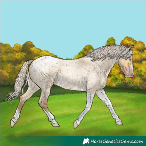 Horse Color:Gray Silver Amber Cream Champagne Roan Dun Splash Tobiano Frame Appaloosa Rabicano 