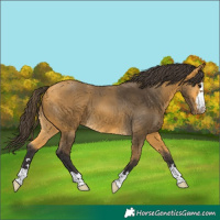 Horse Color:Buckskin 