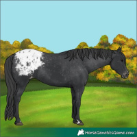 Horse Color:Black Appaloosa Rabicano 