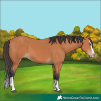 Horse Color:Bay Splash 