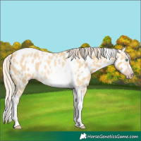 Horse Color:Unknown 