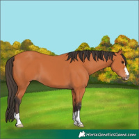 Horse Color:Bay 