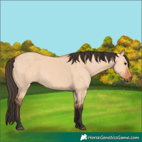 Horse Color:Bay Dun