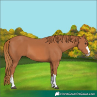 Horse Color:Chestnut 
