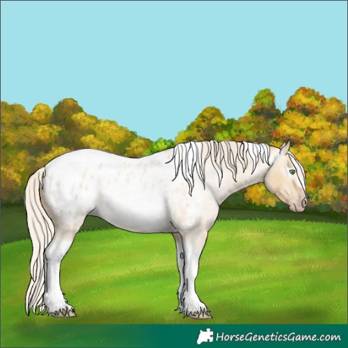 Horse Color:Gray Silver Amber Cream Champagne Roan Dun Splash Tobiano Frame Appaloosa Rabicano 