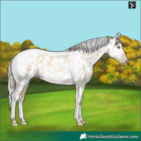 Horse Color:Gray Silver Amber Cream Champagne Roan Dun Splash Tobiano Frame Appaloosa Rabicano 