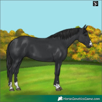 Horse Color:Black 