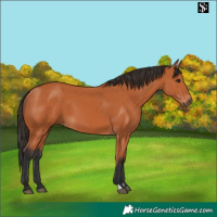 Horse Color:Bay 
