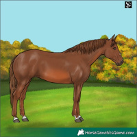 Horse Color:Chestnut 