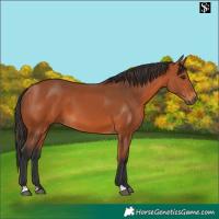 Horse Color:Bay 
