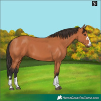 Horse Color:Bay 