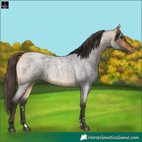 Horse Color:Buckskin Roan